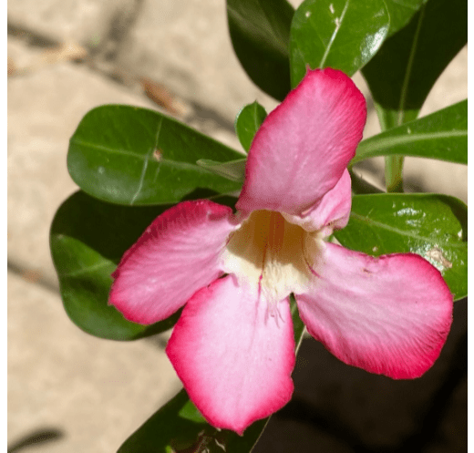 Photo de Gisèle VELAY